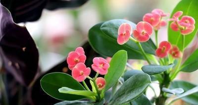 虎刺梅喜阴还是喜阳？如何正确养护虎刺梅？