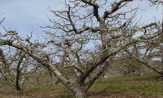 矮化苹果树修剪技术要点是什么？修剪时应注意哪些事项？