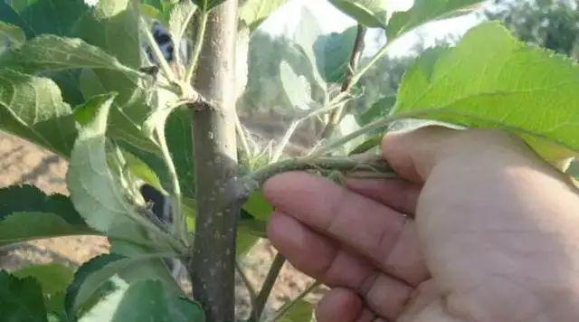 矮化苹果树修剪技术要点是什么？修剪时应注意哪些事项？