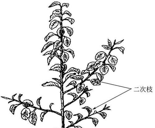 矮化苹果树修剪技术要点是什么？修剪时应注意哪些事项？