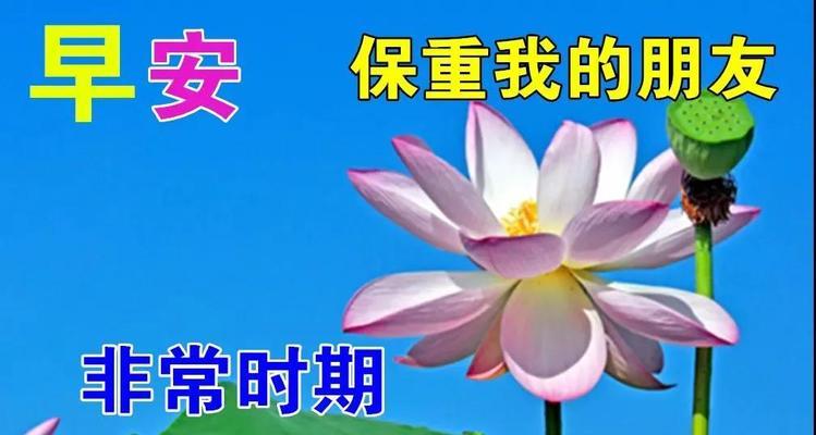 以康乃馨花语为主题的文章（早日康复）