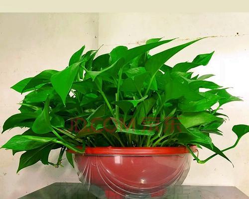 长筒花种植时盆的大小选择标准是什么？如何确定合适的盆径？