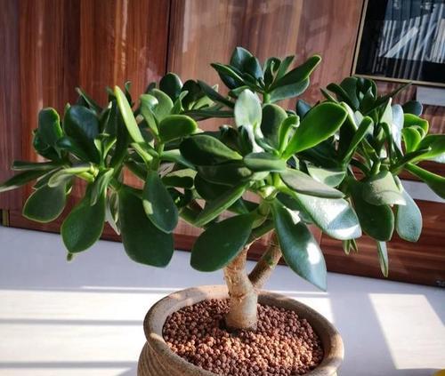 长筒花种植时盆的大小选择标准是什么？如何确定合适的盆径？