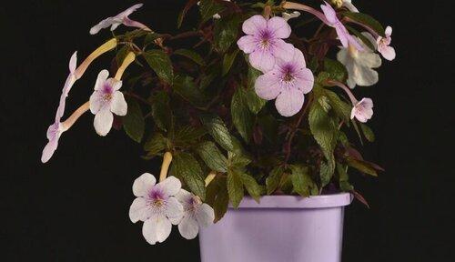 长筒花种植时盆的大小选择标准是什么？如何确定合适的盆径？