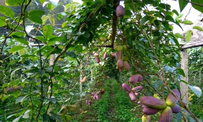 八月瓜有哪些神奇功效？如何正确食用八月瓜？