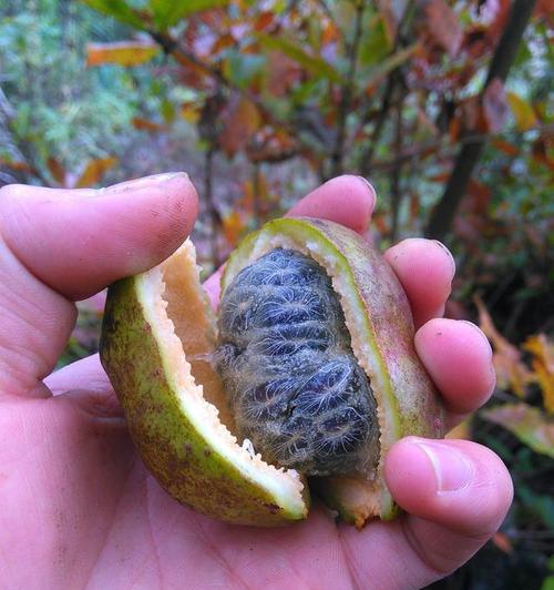 八月瓜有哪些神奇功效？如何正确食用八月瓜？