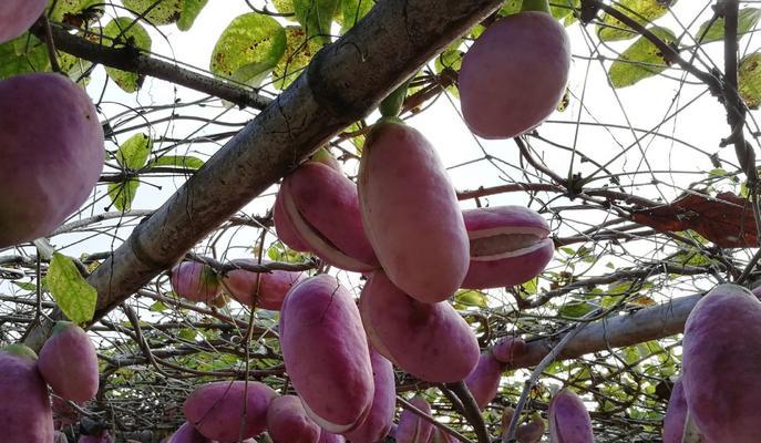 八月瓜有哪些神奇功效？如何正确食用八月瓜？