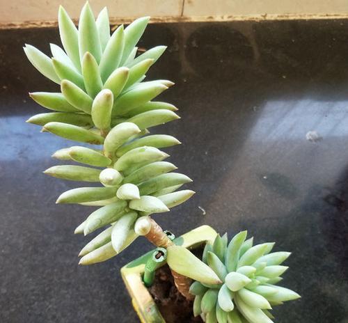 千佛手老桩怎么养？养殖和养护中常见的问题有哪些？