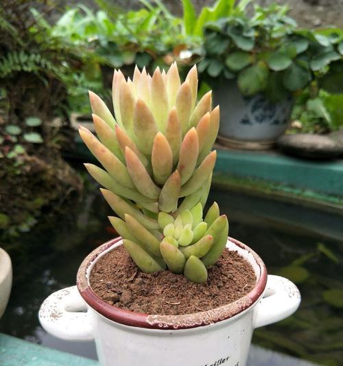 千佛手老桩怎么养？养殖和养护中常见的问题有哪些？