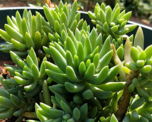 千佛手老桩怎么养？养殖和养护中常见的问题有哪些？