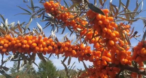 沙棘种植条件是什么？哪些地方最适合种植沙棘？