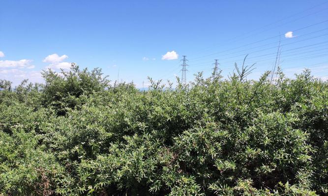 沙棘种植条件是什么？哪些地方最适合种植沙棘？