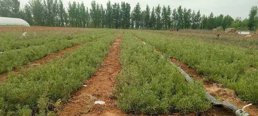 沙棘种植条件是什么？哪些地方最适合种植沙棘？