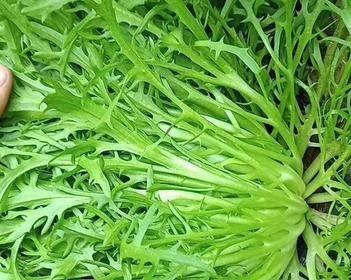 苦菊菜在农村叫什么名字？它的别称有哪些？