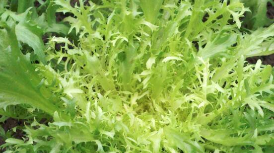 苦菊菜在农村叫什么名字？它的别称有哪些？