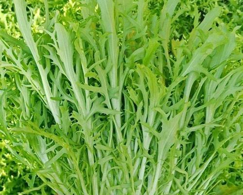 苦菊菜在农村叫什么名字？它的别称有哪些？