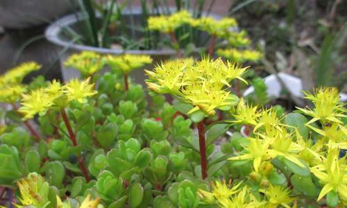 垂盆草会开花吗？开花时的形态特征是什么？