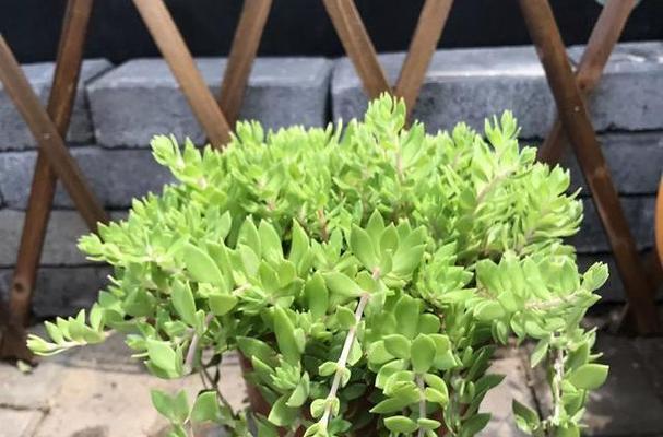 垂盆草会开花吗？开花时的形态特征是什么？