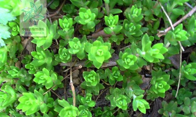 垂盆草会开花吗？开花时的形态特征是什么？