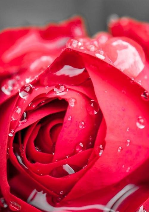 红玫瑰的深情意义（爱情之花）