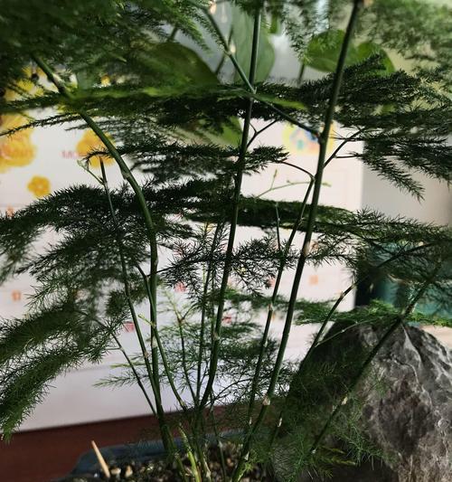 文竹开花结果的时间是什么时候？如何促进文竹开花？