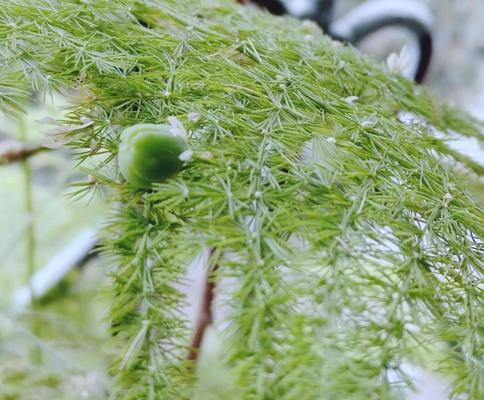 文竹开花结果的时间是什么时候？如何促进文竹开花？