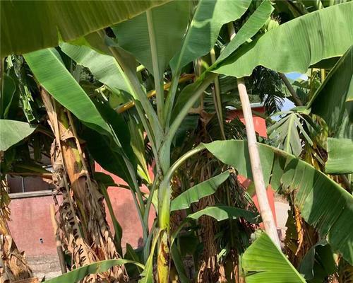 芭蕉树和香蕉树有什么区别？如何区分它们？