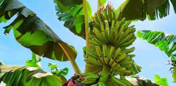芭蕉树和香蕉树有什么区别？如何区分它们？
