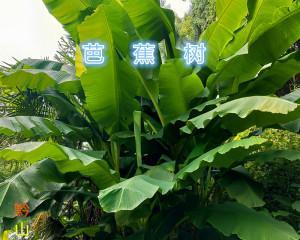 芭蕉树和香蕉树有什么区别？如何区分它们？