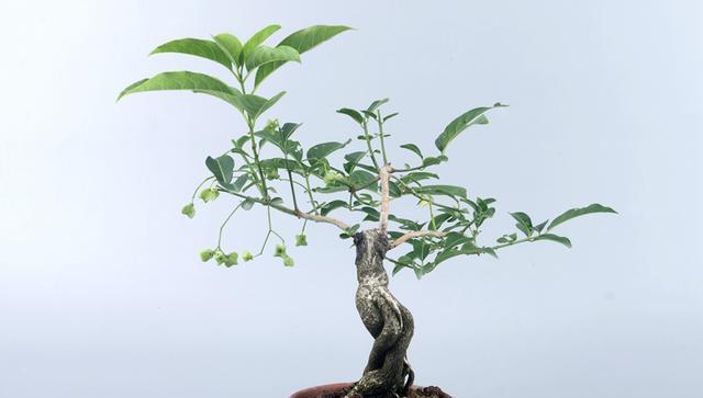 卫矛老桩养殖方法是什么？养护时应注意哪些事项？