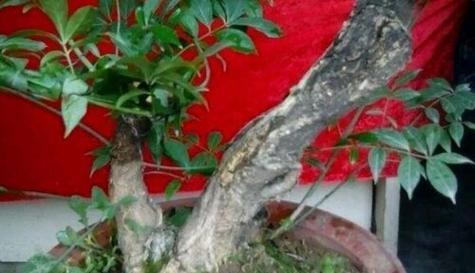 卫矛老桩养殖方法是什么？养护时应注意哪些事项？