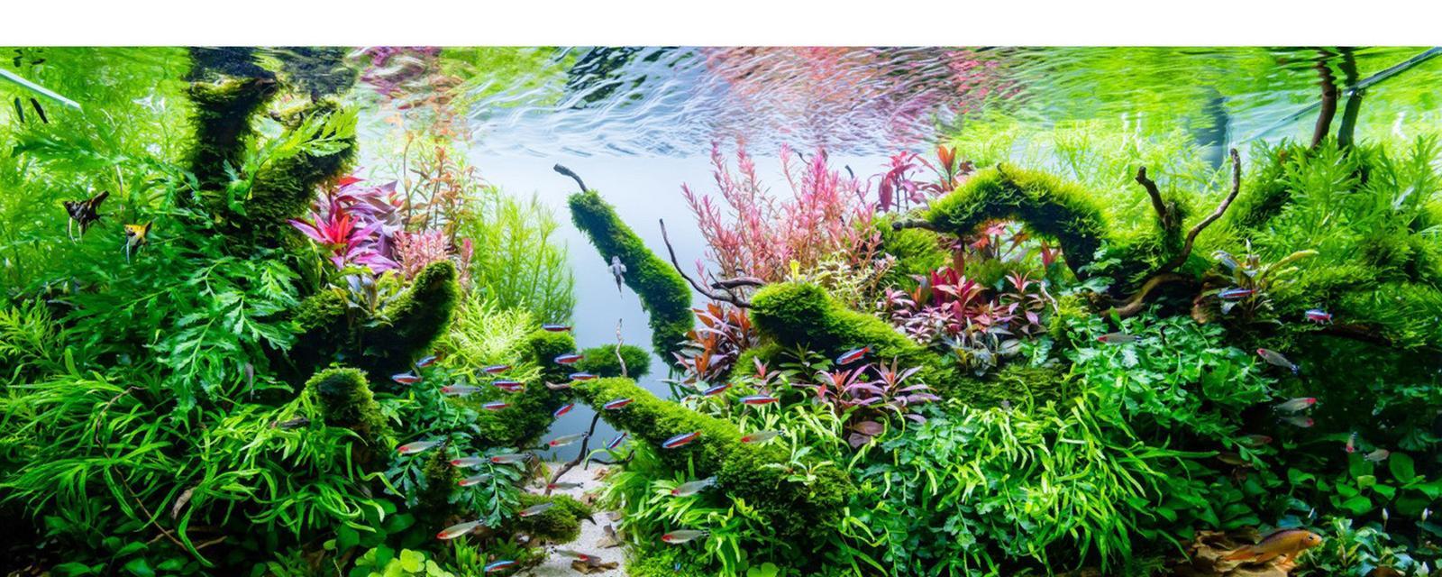 水罗兰水草好养吗？养殖方法和养护要点是什么？