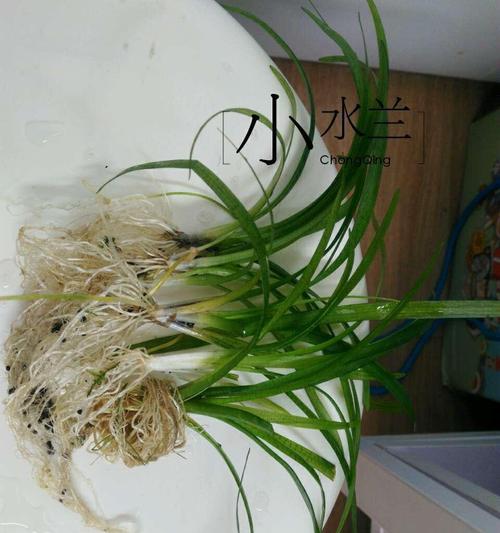 水罗兰水草好养吗？养殖方法和养护要点是什么？