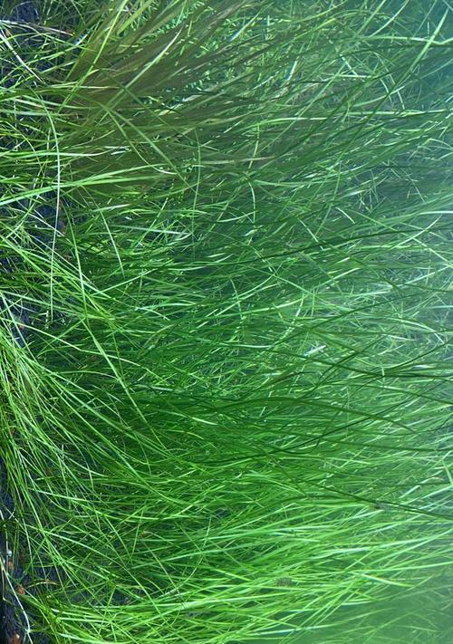 水罗兰水草好养吗？养殖方法和养护要点是什么？