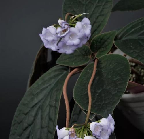 室内养芒毛苣苔需要注意什么？