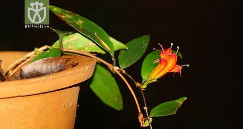 室内养芒毛苣苔需要注意什么？