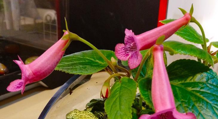 室内养芒毛苣苔需要注意什么？