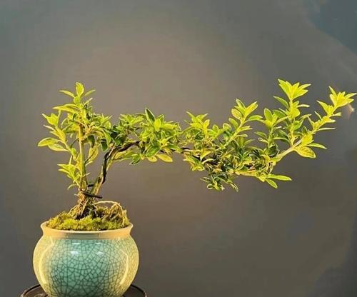 六月雪室内养护可行吗？需要注意哪些事项？