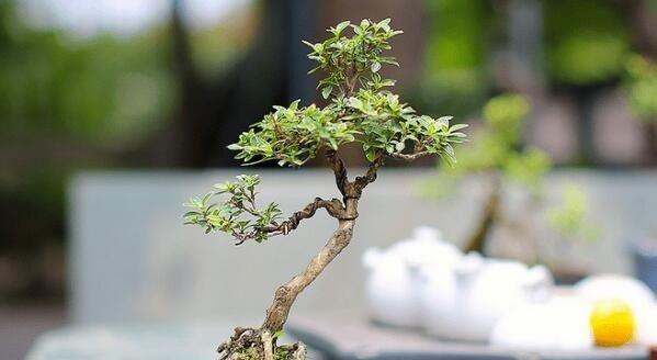 六月雪室内养护可行吗？需要注意哪些事项？