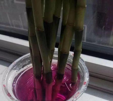 阿司匹林肠溶片浇花有效吗？使用方法和注意事项是什么？