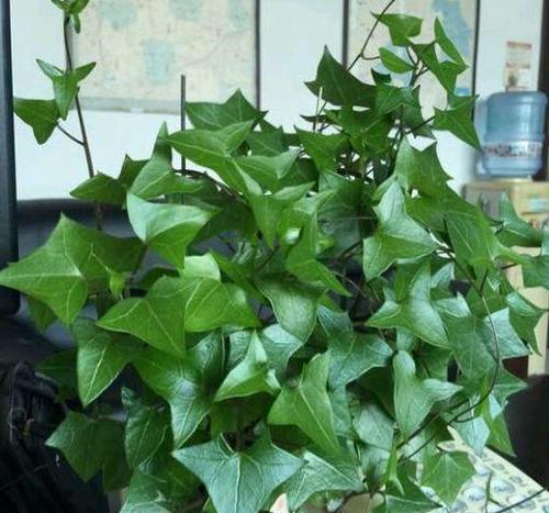 阿司匹林肠溶片浇花有效吗？使用方法和注意事项是什么？