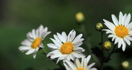 白菊花的寓意与花语（白菊花的纯洁与希望）