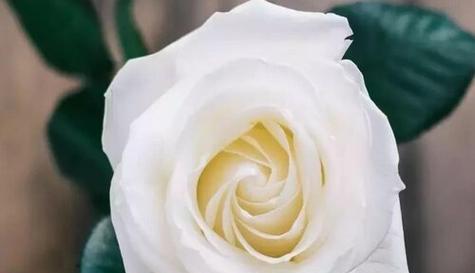 白菊花的寓意与花语（白菊花的纯洁与希望）