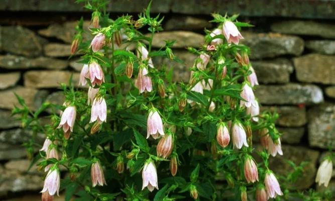 风铃草种植的最佳时间和步骤是什么？