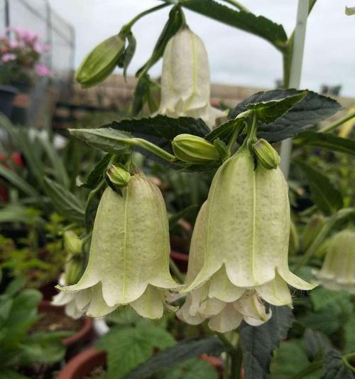 风铃草种植的最佳时间和步骤是什么？