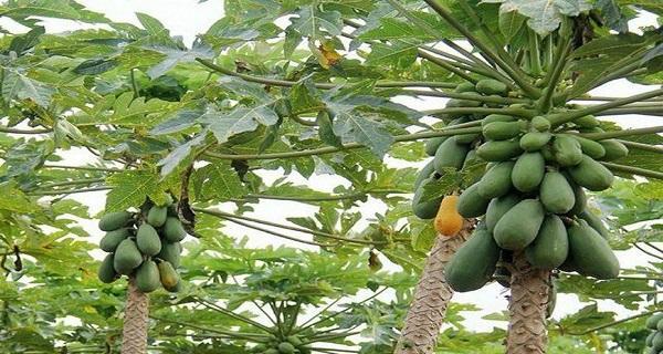 木瓜是植物吗？木瓜的植物学特征是什么？