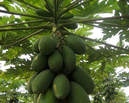 木瓜是植物吗？木瓜的植物学特征是什么？