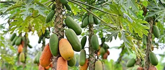 木瓜是植物吗？木瓜的植物学特征是什么？