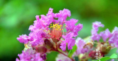安阳市花紫薇花的象征意义（紫薇花）