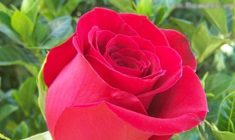 瑞士的国花是什么花？它有哪些独特之处？